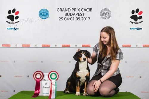 Entlebu�sk� sala�n�cky pes