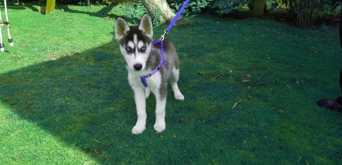 roztomil� mu�sk� a �ensk� sibi�sk� husky k adopci