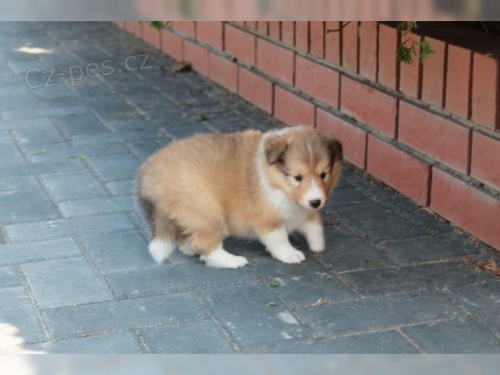 (samci a samice) �t��ata sheltie ve v�ku 12 t�dn� k adopci