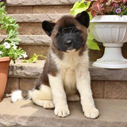 t�i adoptovateln� akity pro adopci zdarma.1 mu�i a 2 �eny