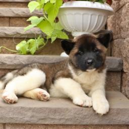 t�i adoptovateln� akity pro adopci zdarma.1 mu�i a 2 �eny