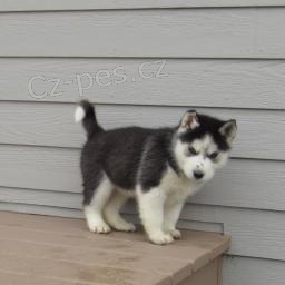 adoptivn� kr�sn� mu�sk� a �ensk� sibi�sk� husky