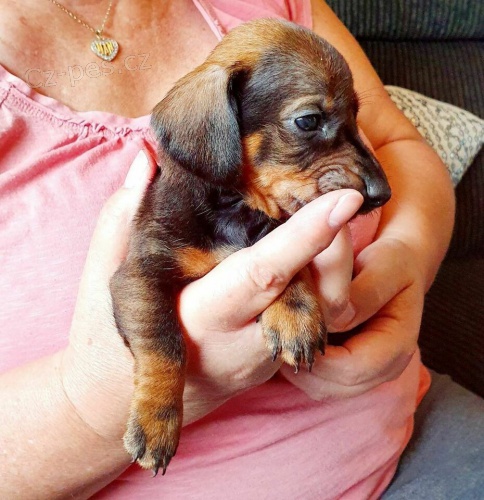 �t��ata miniaturn�ho jezev��ka