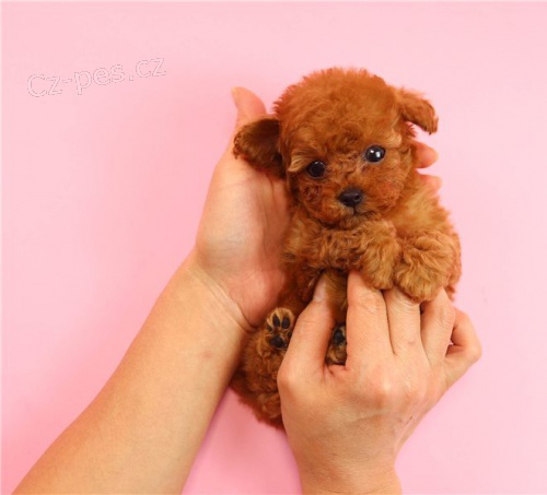 �erven� miniaturn� �t��ata pudla