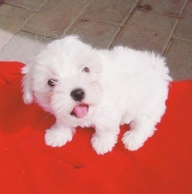 2 p�kn� maltsk� �t���tka s dokumenty.