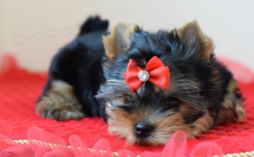 Dom�c� tr�novan� �t��ata Basset Hound