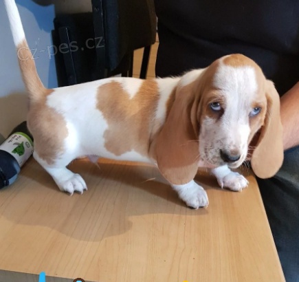 Dom�c� ,,,tr�novan� �t��ata,, Basset Hound 