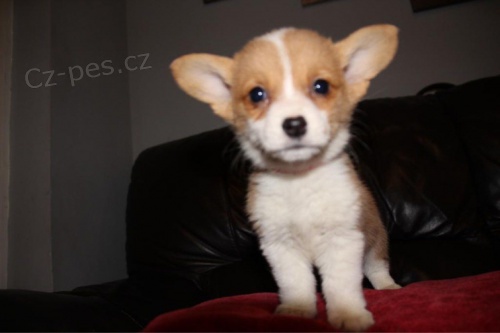 Roztomil� a kr�sn� �t���tka Welsh Corgi pembroke