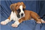 kr�sn� adoptivn� boxerky kra�asy �t��ata .male a fena k dispozici