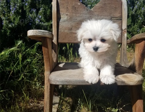 kr�sn� 3 m�s�ce star� mu�sk� a �ensk� maltsk� k adopci