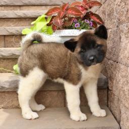 t�i adoptovateln� akity pro adopci zdarma.1 mu�i a 2 �eny