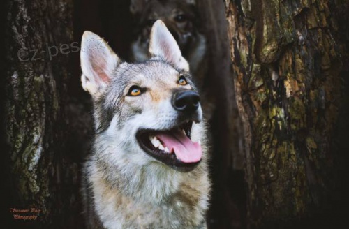 �eskoslovensk� vl��k s PP