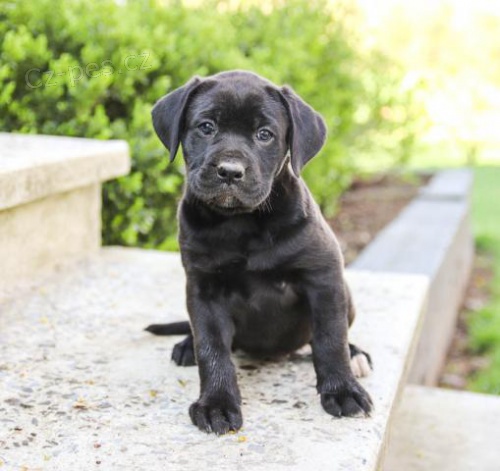 kr�sn� adoptovateln� labradorsky.males a female