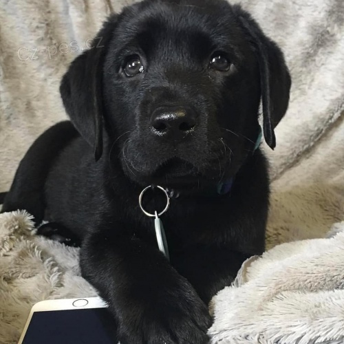 kr�sn� adoptovateln� labradorsky.males a female