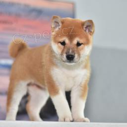 t�i adoptovateln� akita pro adopci zdarma.1 mu�i a 2 �eny