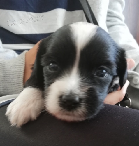 TIBETSK� TERI�R - �t��ata s PP