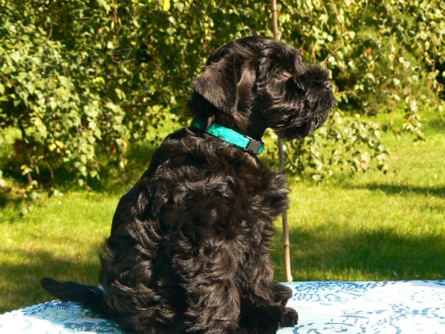 Kn�ra� mal� �ern� s PP