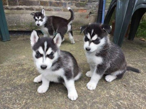 Na prodej �tenata trpasl�ka Sibi�sk� husky