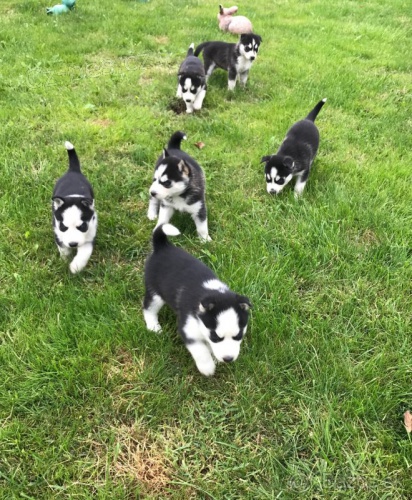 Sibi�sk� husky �tenata