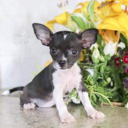 kr�sn� �ivava �t��ata pro adopci.male a fena