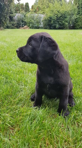 �t�n� labradorsk�ho retr�vra s PP