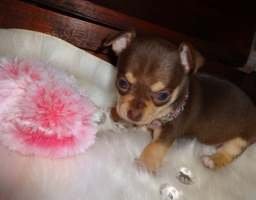 jablko hlava �ivava