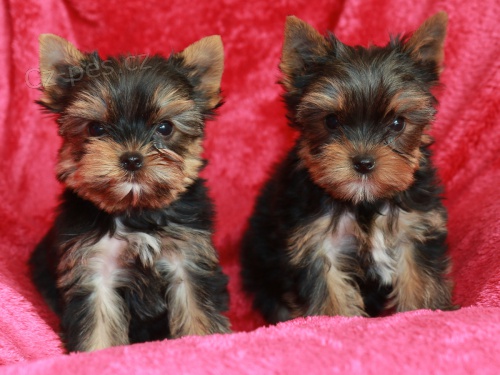 �t��ata jork��rsk�ho teri�ra