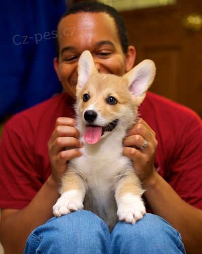 Kr�sn� Pembroke Corgi �t��ata