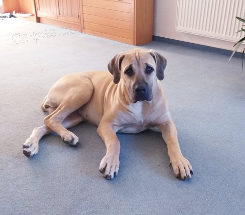 Fene�ka Boerboel 6 m�s�c�