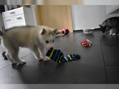 �t���tko Sib�rsky hasky