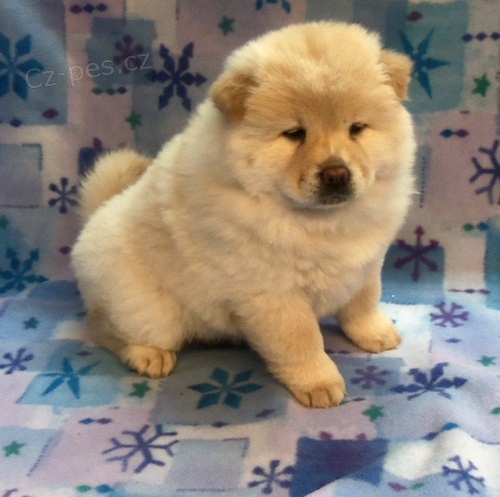 Miluj�c� Chow Chow