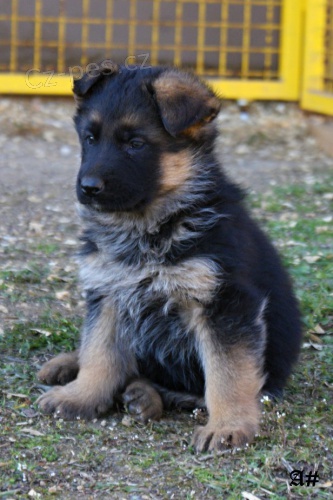 �t��ata n�meck�ho ov��ka (typ Rex)