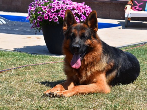 N�m. ov��k - �t�n�tka 