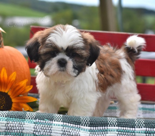 Kudrnat� vlasy Shih Tzu