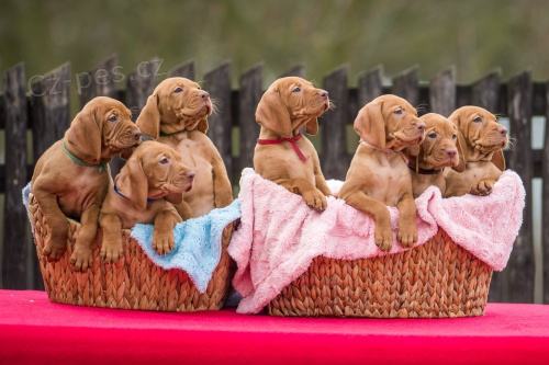 Ma�arsk� oha� kr�tkosrst� s PP