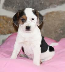 Kr�sn� a adoptivn� �t��ata feny jack russell teri�r pro adopci