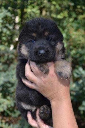 N�meck� ov��k