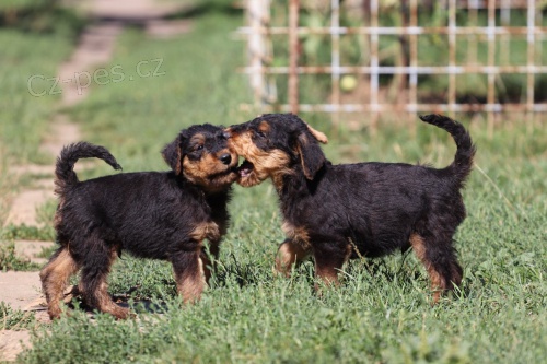 Erdelterier, �t��ata s PP