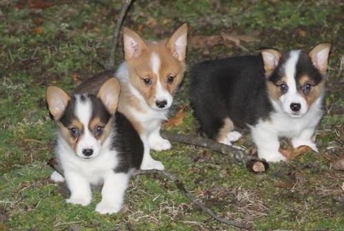 �t��ata Pembroke Welsh Corgi pro adopci, pro v�ce informac� a fotografi� pros�m kontaktujte