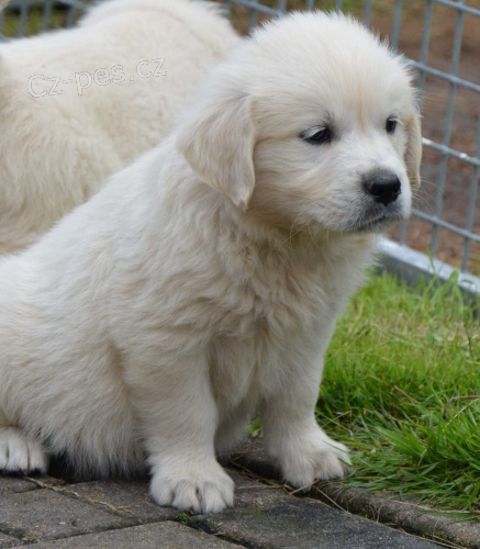 k dispozici �t��ata zlat�ho retr�vra samce a samice