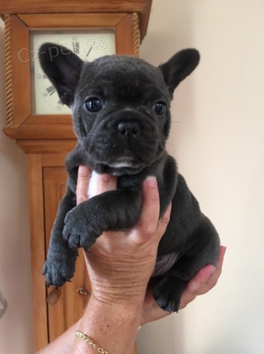 �t��ata francouzsk�ho buldo�ka