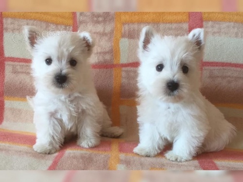 West Highland Terrier chlapec a d�vka hledaj� nov� domovy