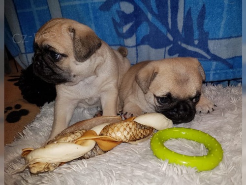 vynikaj�c� mops �t��ata chlapec a d�vka hledaj� nov� domovy