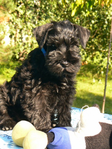 Kn�ra� mal� �ern� s PP