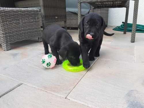 �ern� �t���tka labradora k dispozici k adopci, jsou velmi zdrav� a hrav�.