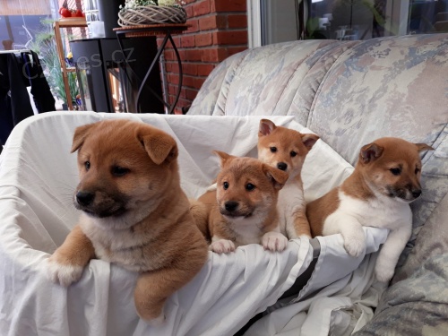vz�cn� �t��ata shiba inu hledaj�c� n�kde, kam zavol�te.