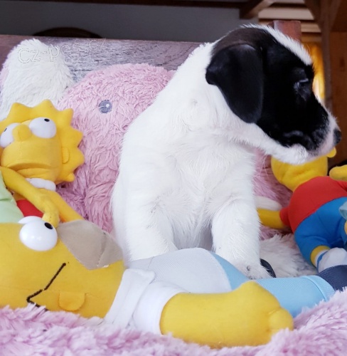  D�ti Jack Russell Terrier zoufale hledaj� �kryt ve zcela nov�ch domovech.