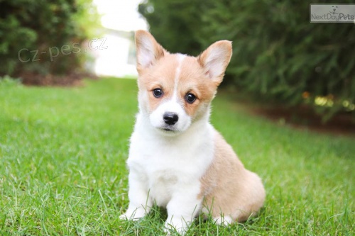 Registrovan� �t��ata vel�sk� Corgi Pembroke pro op�tovn� nav�d�n