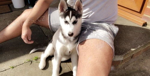 N�dhern� sibi�sk� husky