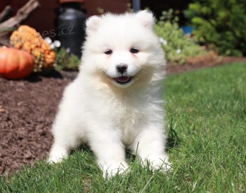 Dobrodru�n� Samoyed